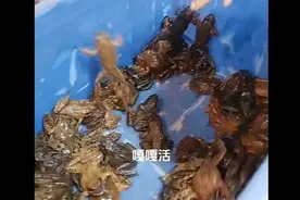 东北林蛙大母豹子唐山开平兆国饭店视频封面