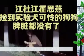 杜江霍思燕在路边捡到一只实验犬可怜的狗狗 脾脏都没有了视频封面