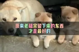 原来老祖宗留下来的东西才是最好的