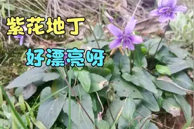 没想到紫花地丁治疗痔疮能量这么大，好多粉丝用了效果都说很好。视频封面