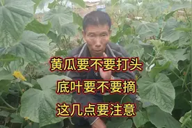 黄瓜可不可以打头？底叶要不要摘？这几个关键问题要明白视频封面