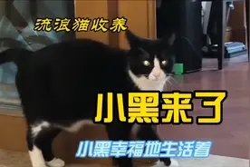 流浪猫收养：被朋友收养的小黑，现在每天自由自在，生活很快乐！视频封面