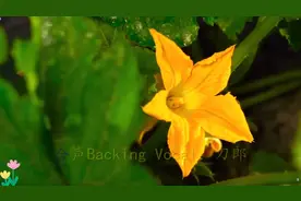 刀郎老师的《罗刹海市》真的太好听了