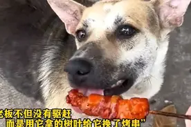 流浪狗用树叶换烤串。视频封面