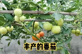 番茄产量高施肥是关键，深挖坑埋料肥盖肥土，这是我种番茄的方式视频封面