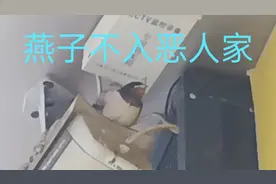 燕子来家（店）做窝预示着好事连连，善待他们人类的精灵视频封面