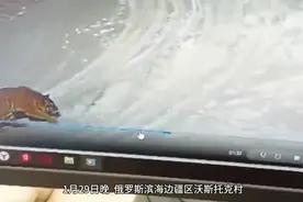 俄罗斯老虎进家，当场吃掉狗狗，狗主人大气都不敢喘一下视频封面