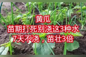 黄瓜苗期打死别浇这3种水！7天不浇，苗壮3倍，种菜新手必看视频封面