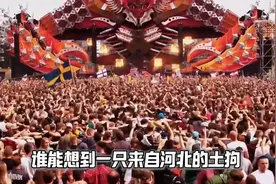 任谁也想不到，现在外网最火的，是一只来自河北的土犬！视频封面