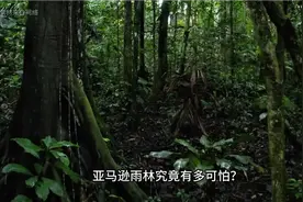 亚马逊雨林深处，到底有多可怕？