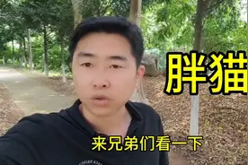 #胖猫  来生对自己好一点视频封面