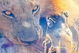 鬣狗经常抢狮子的食物，但是狮子为什么不吃鬣狗肉呢？视频封面