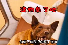 哈哈😄这狗居然会说话 自己看吧挺好笑视频封面