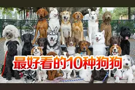 “最好看”的10种狗狗，颜值高，有你喜欢的吗？