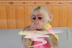 小猴子照顾拉裤子的哥哥