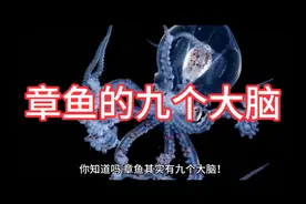 章鱼的九个大脑