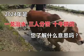老人说2024年是：“一龙治水，九人分饼，十牛耕田”，啥意思？视频封面