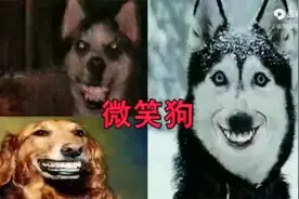 微笑狗视频封面