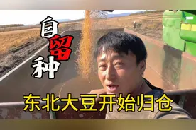 自己有种的东北的豆。非转基因食品，开始收割了视频封面