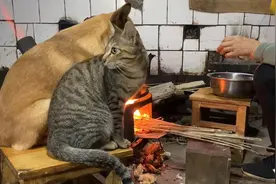 小狗对待狸花猫和三花猫的区别