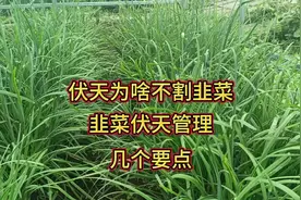 入伏了就别再割韭菜了，这里面有很多说道，韭菜伏天管理几个要点