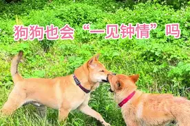 狗狗也会“一见钟情”吗？答案是会，当它看到心仪对象会变成啥样视频封面