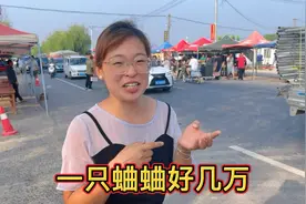 老家的蟋蟀交易市场又火了，抓一只能卖好几万，有人靠这个发家了视频封面