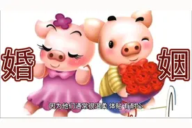 属猪人的婚姻视频封面