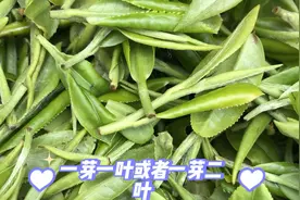 绿茶的制作过程