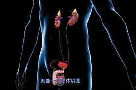 人体 最善变的组织，硬与软共存的奇妙之旅视频封面