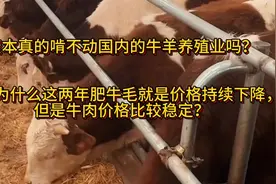 资本真的啃不动国内的牛羊养殖业吗？为什么这两年牛价持续下跌！视频封面