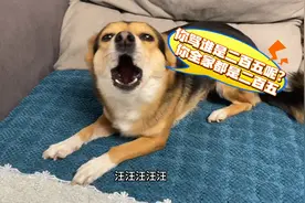 主人用狗语翻译器与狗狗交流，没想到狗狗竟听懂了！下一秒都别笑