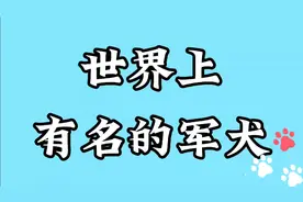 世界上有名的军犬品种，你知道吗？视频封面