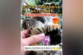 男子捡到一只外形奇怪的乌龟，龟壳上有这种图案。你买过这种染色