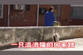 怀孕流浪猫死皮赖脸跟一个女人走了一个月，终于在分娩前被收养！