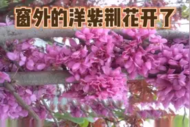 窗外的洋紫荆花开了--朋友圈发了图文，现又发个视频版，请指正视频封面