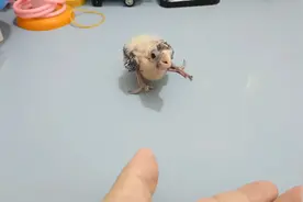 养了一只横着走的鸟，走路像螃蟹一样，真是无奇不有视频封面