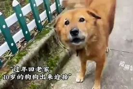 ##当狗狗看到许久未见的主人，它就知道，它的全世界回来了视频封面