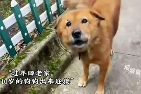 ##当狗狗看到许久未见的主人，它就知道，它的全世界回来了视频封面
