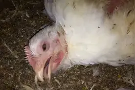 速成鸡到底有多可怜！ #科普一下 #速成鸡 速成鸡的一生