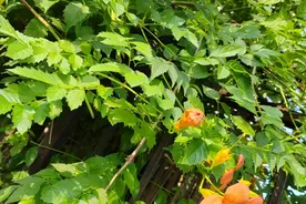 习武之人视频封面