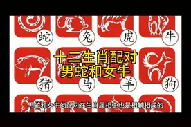 十二生肖配对男蛇和女牛视频封面