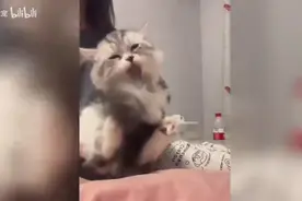 爱跳舞的小猫咪来啦，舞姿妖娆，太可爱啦！