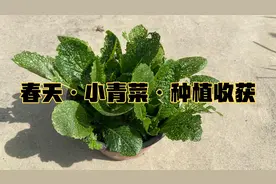 春天种小青菜，不打农药后最真实的模样。有洞洞的菜大家还会吃吗