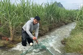 水库开闸泄洪，20000斤大鱼跑岀来，小伙扛拦河大网抓鱼过瘾了！视频封面