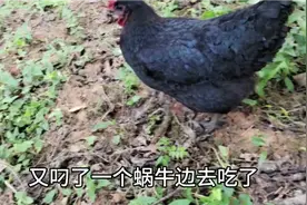 果园养鸡最大的好处是鸡可以清除害虫，而鸡粪又可以肥田