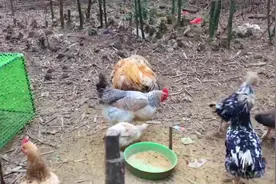 三号公鸡可自由了 现在只剩它一只公鸡活得越发美丽了