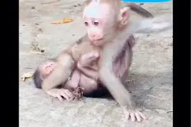 膏药猴