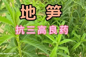 草中之宝，抗三高良药，地笋的四大功效是什么？
