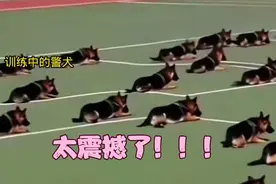 太震撼了！警犬服从性训练，每一只都是英雄，比人还聪明视频封面